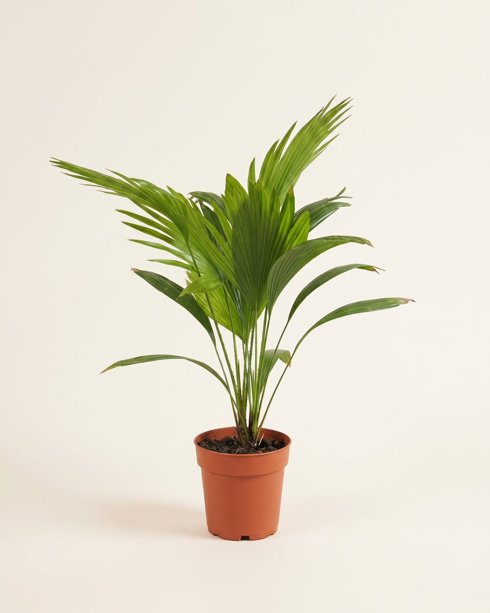 Livistona Chinensis Single Crown ليفيستونا شينينسيس (النخيل المروحي)
