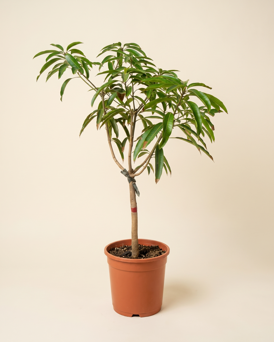 Mango Branched Tree مانجو