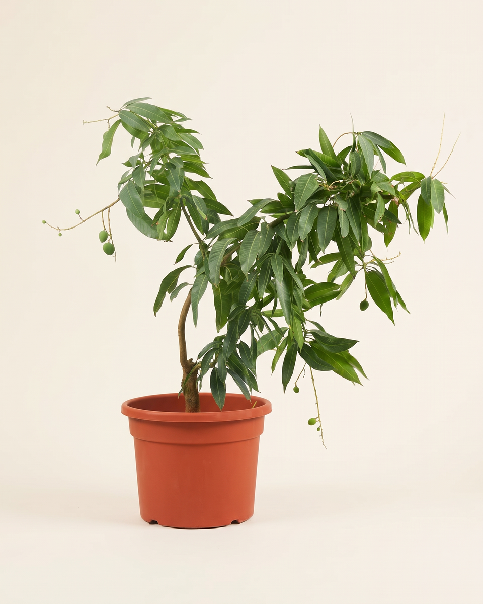 Mango Bush (Young) مانجو