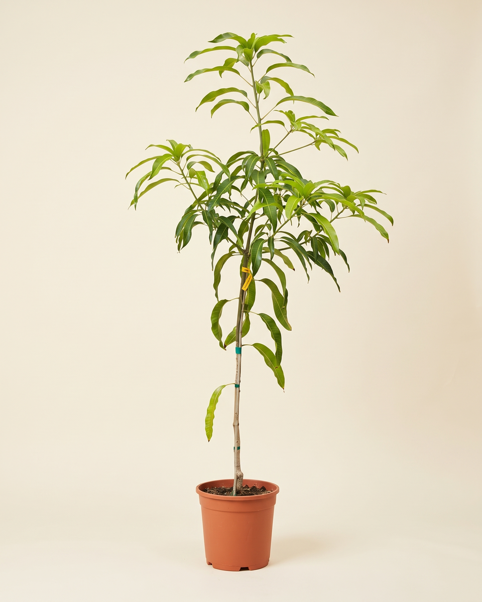 Mango Single Stem (Young) مانجو