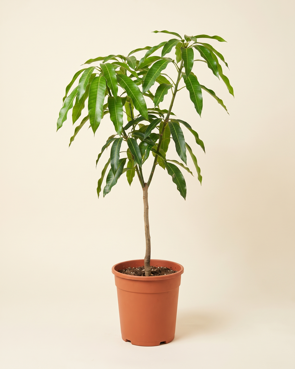 Mango Keitt Branched Tree (Young) مانجو