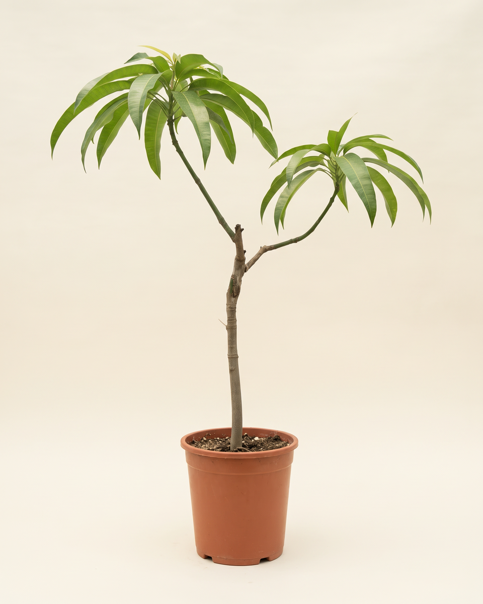 Mango Naomi Single Stem (Young) مانجو