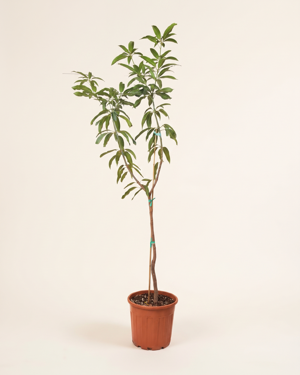 Mango Naomi Single Stem (Young) مانجو