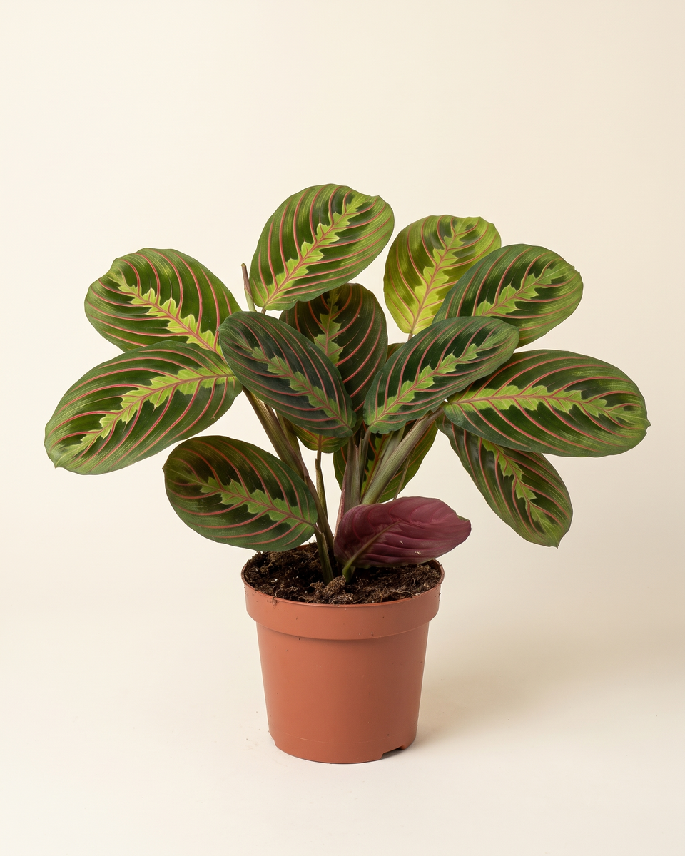 Maranta Leuconeura Fascinator Bush مارانتا ليوكونيورا فاسيناتور