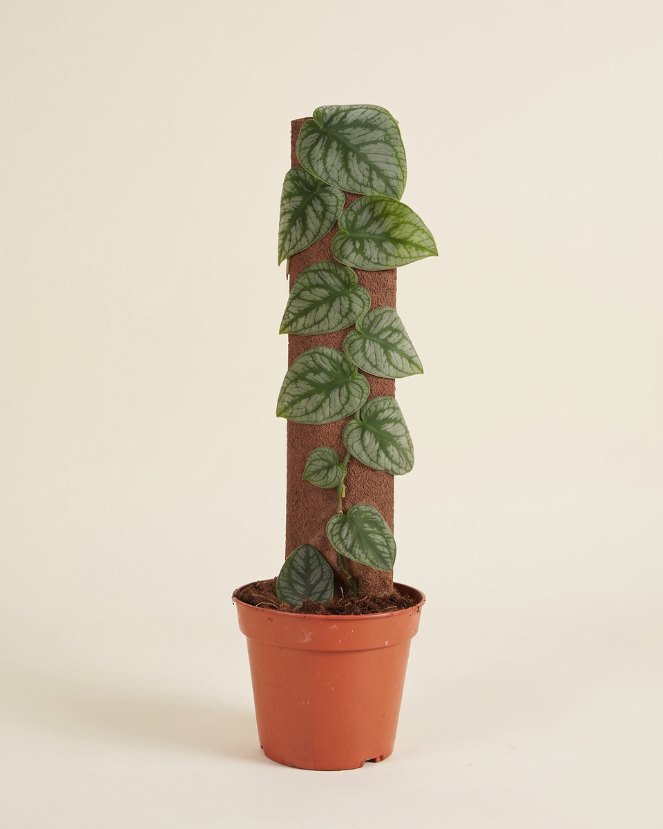 Monstera Dubia On Moss Pole (Young) مونستيرا دوبيا