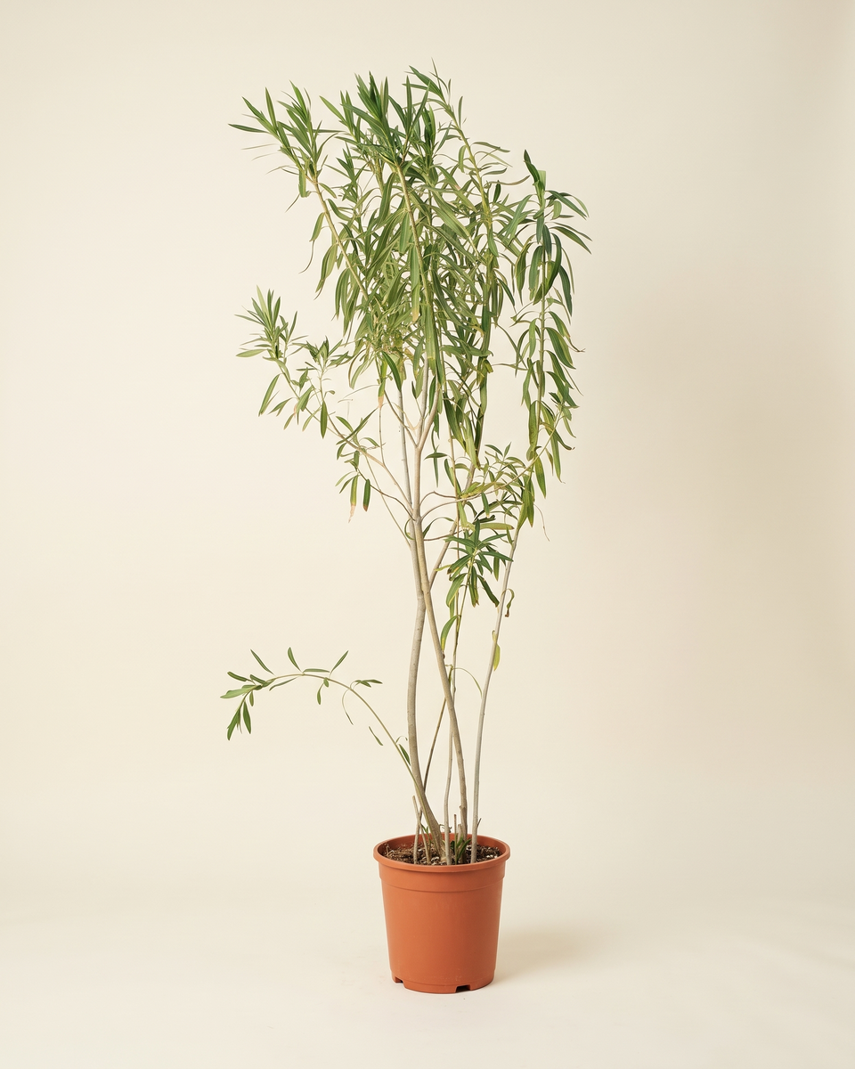 Nerium Bush نيريوم