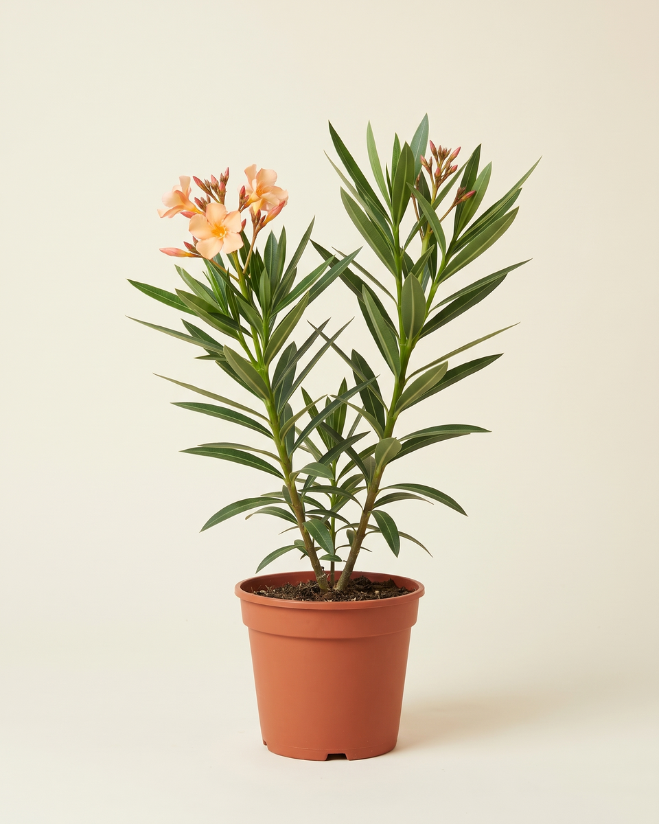 Nerium Peach Bush (Young) نيريوم