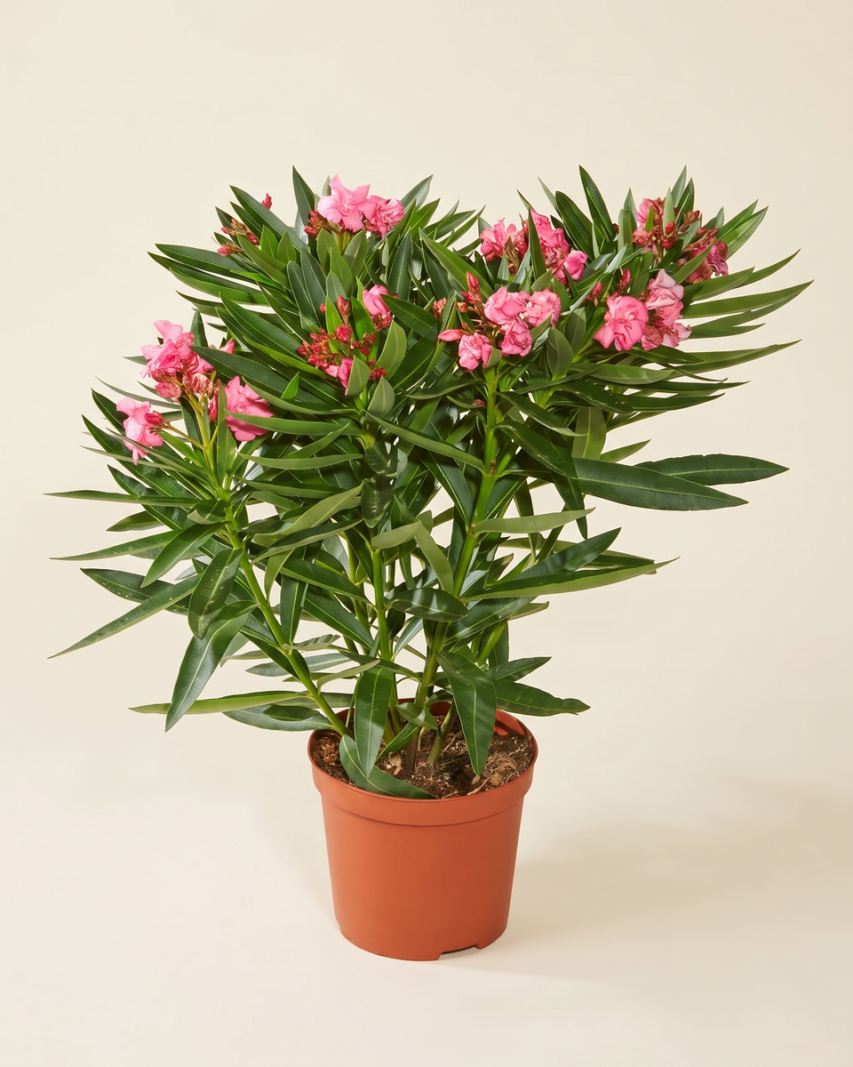 Nerium Pink Bush (Young) نيريوم
