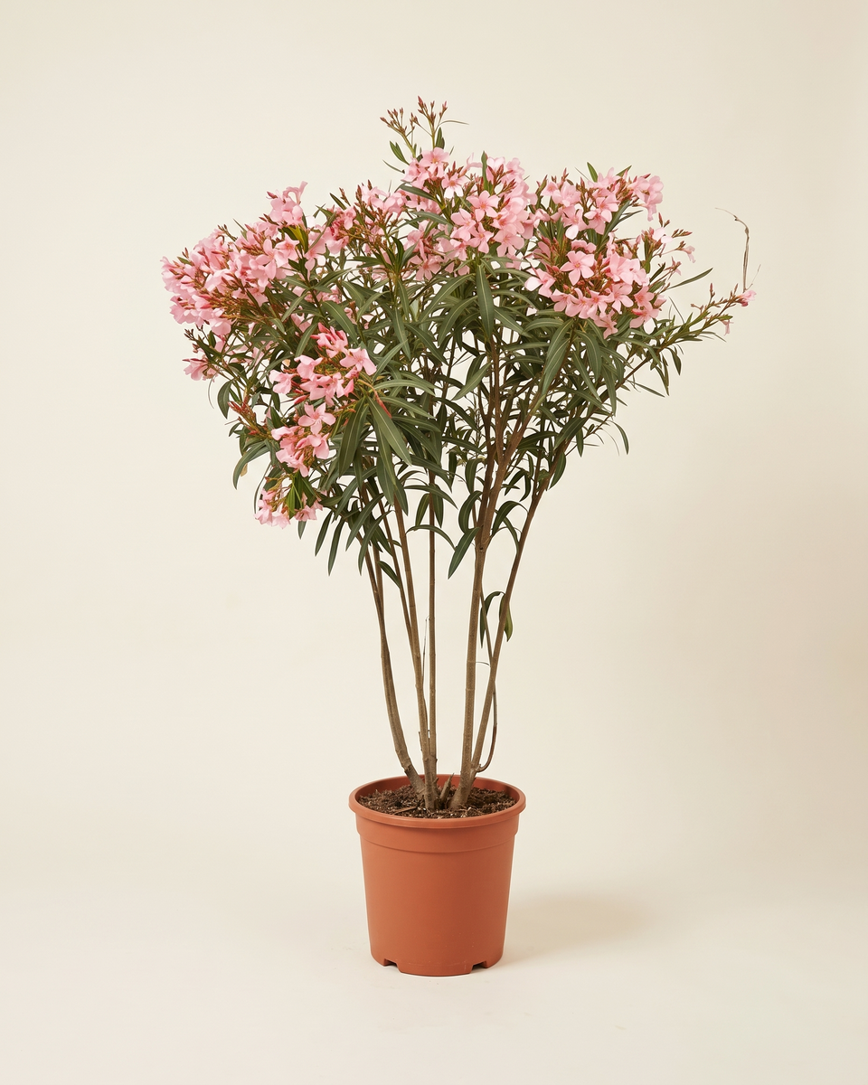 Nerium Pink Bush نيريوم
