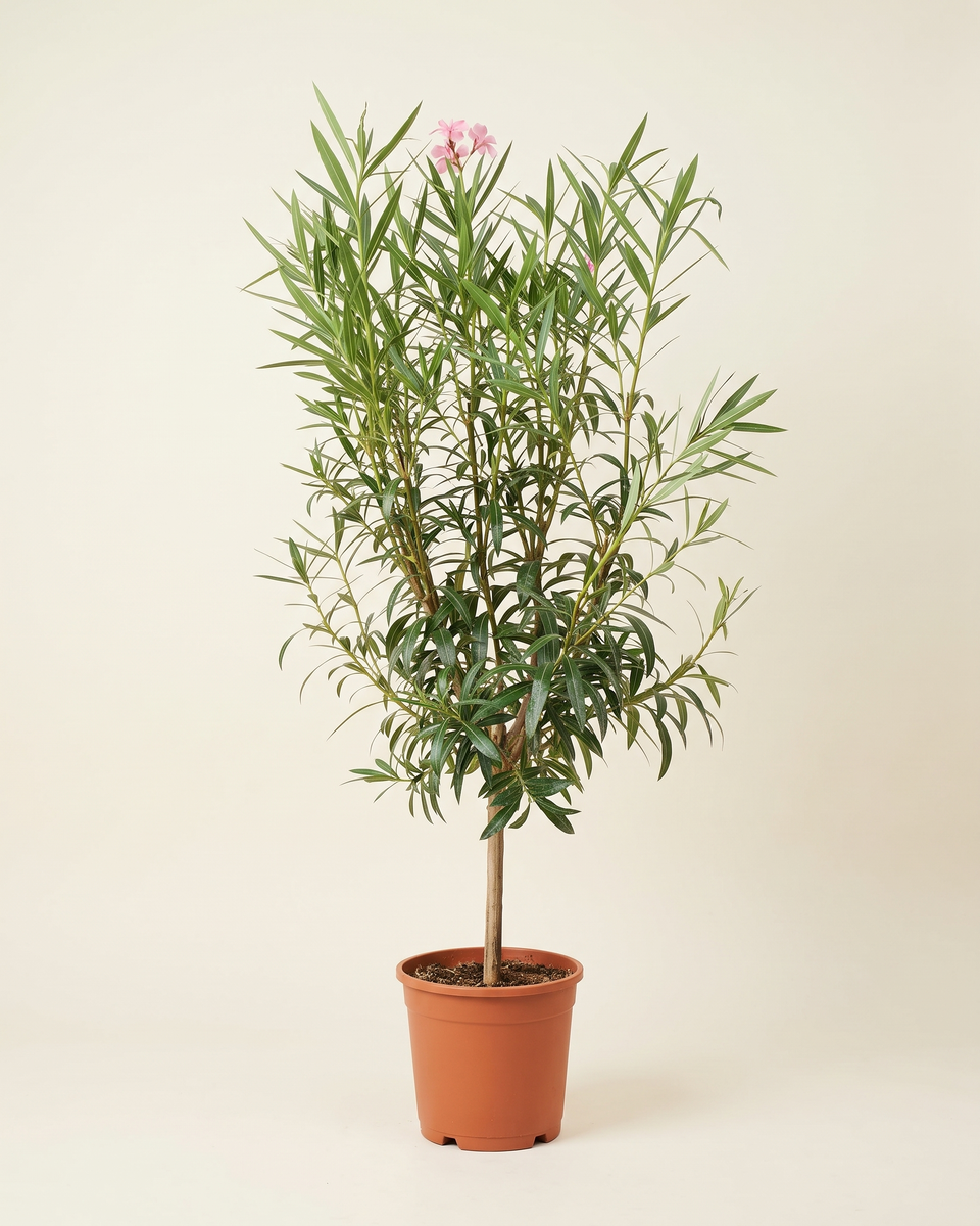 Nerium Pink Standard Tree نيريوم