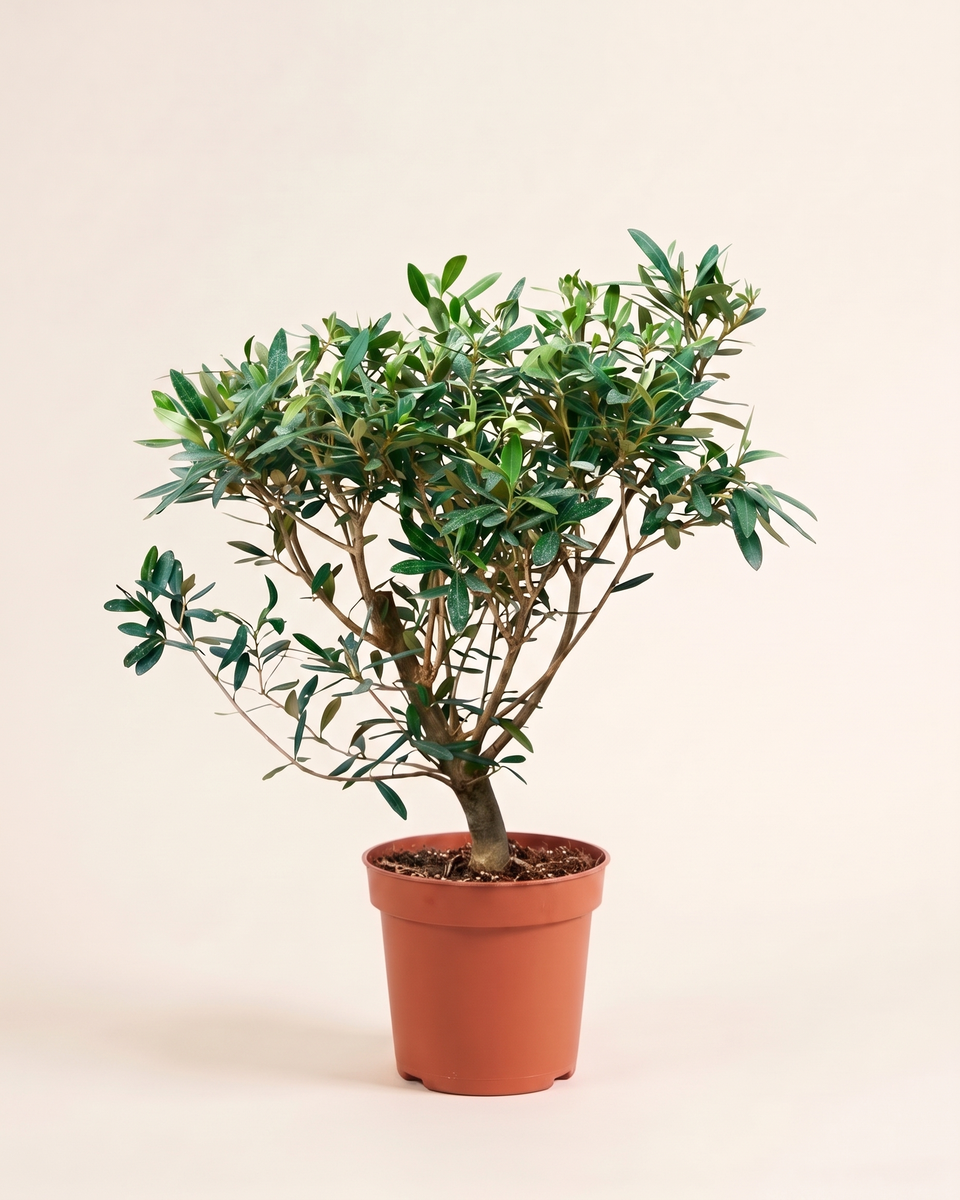 Olive Bush زيتون