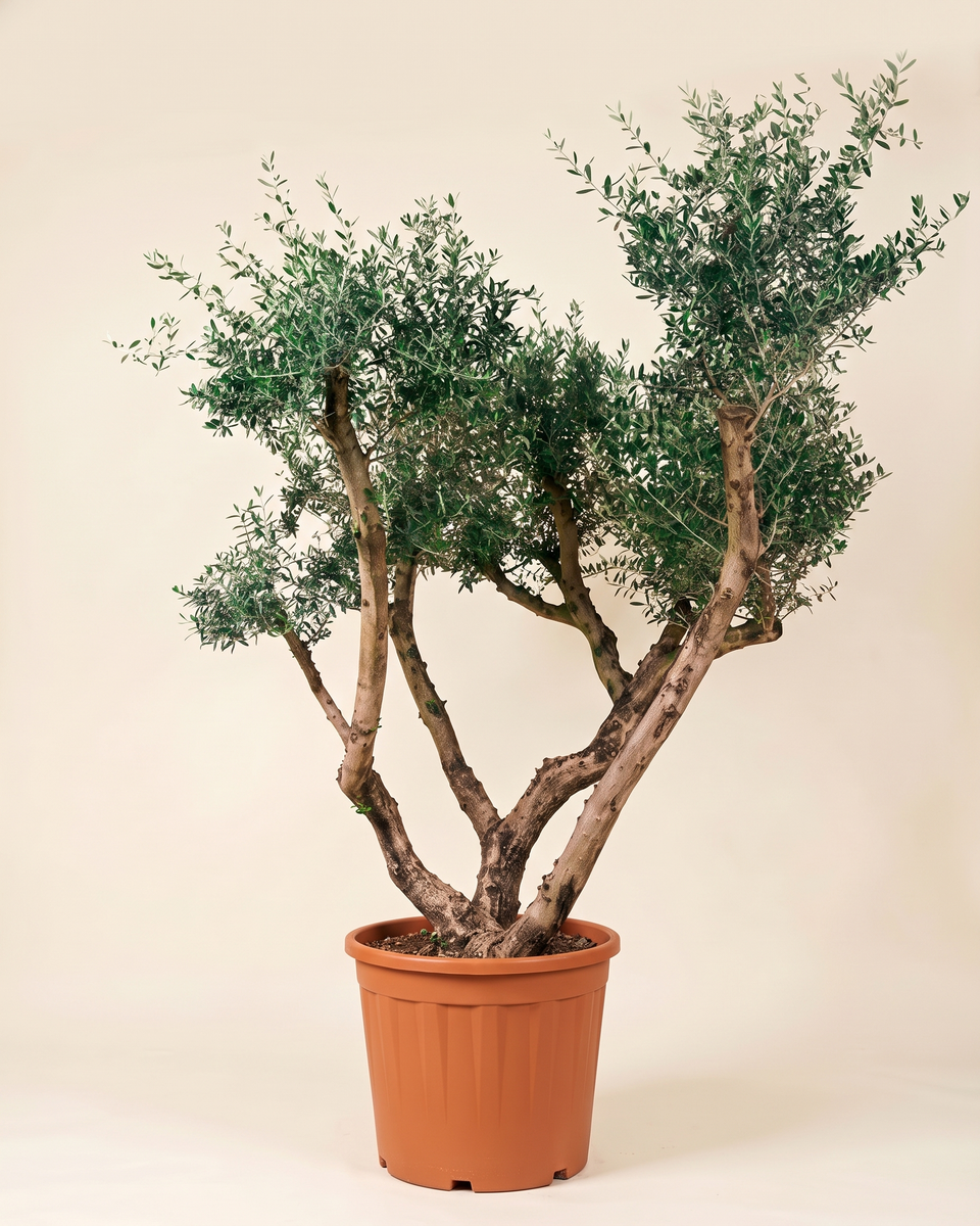 Olive Multi-Branch Tree (Specimen) زيتون