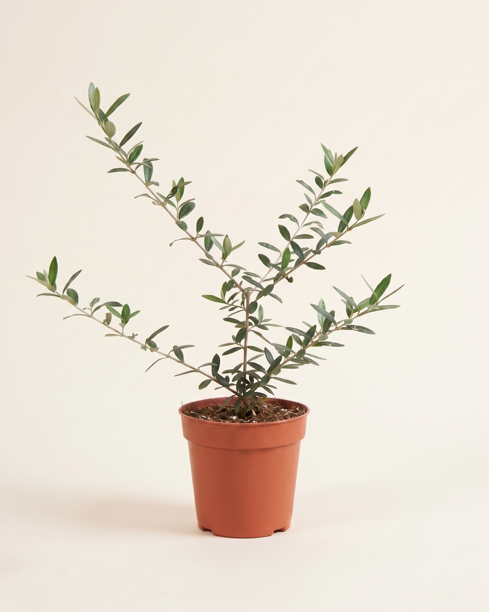 Olive Sapling (Young) زيتون