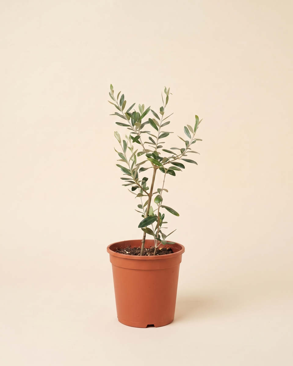 Olive Sapling (Young) زيتون