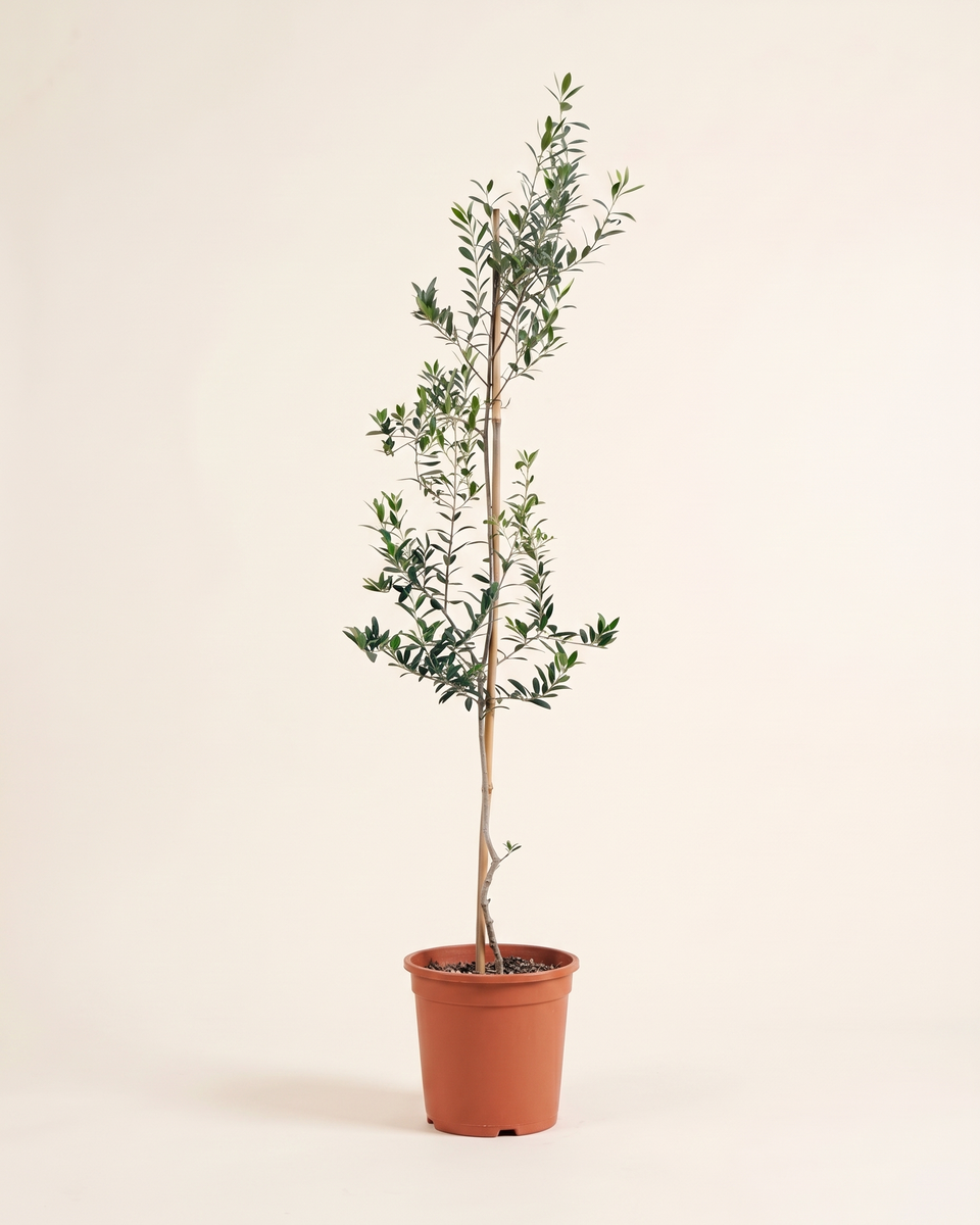 Olive Sapling (Young) زيتون