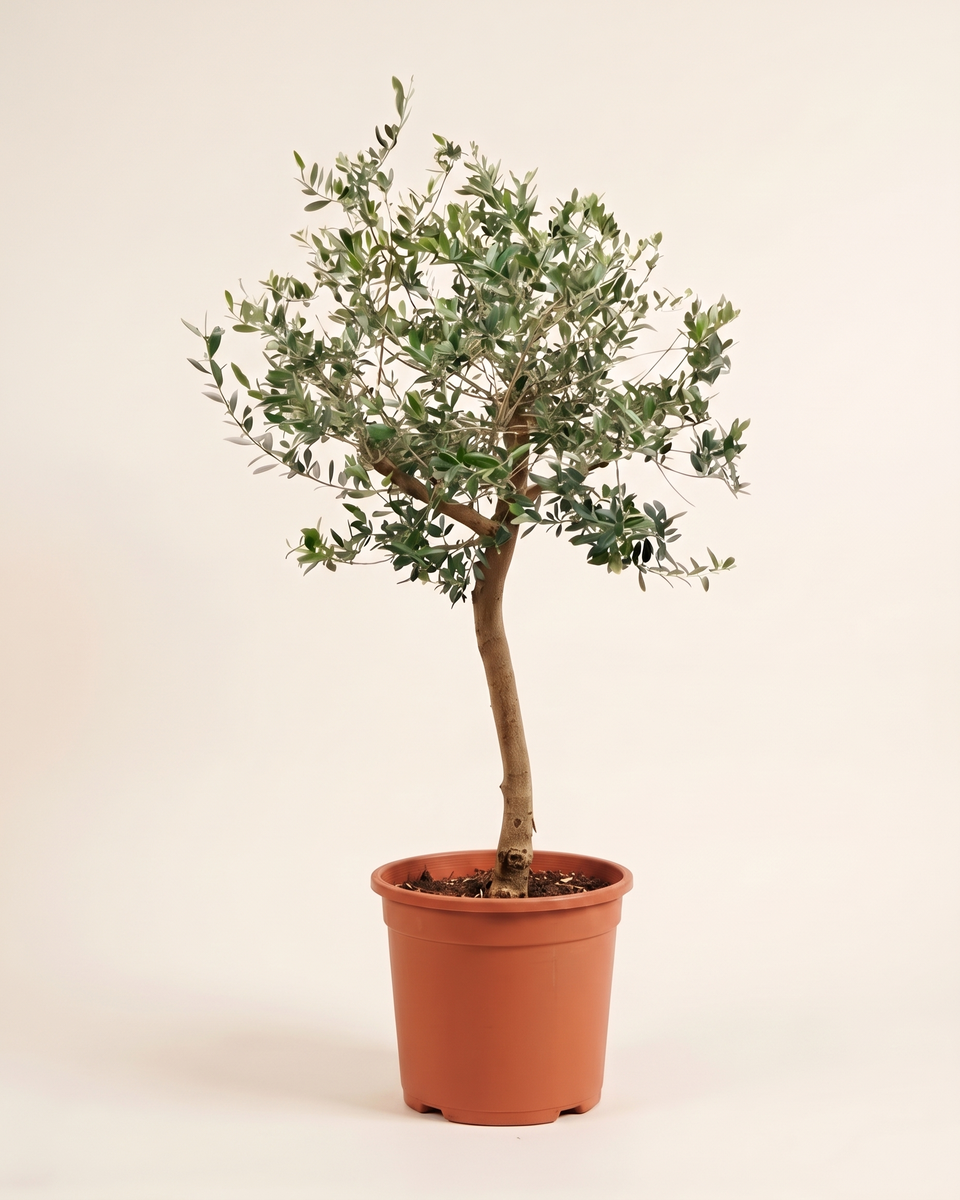 Olive 2.5 Inch Trunk Standard Tree زيتون
