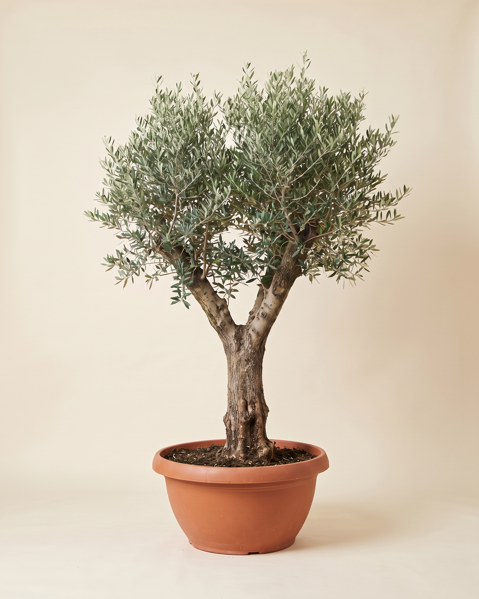 Olive Spanish Branched Tree (Specimen) زيتون