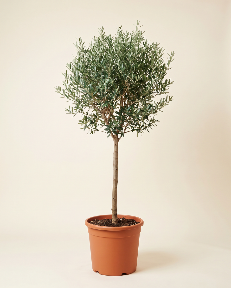 Olive Spanish Standard Tree زيتون