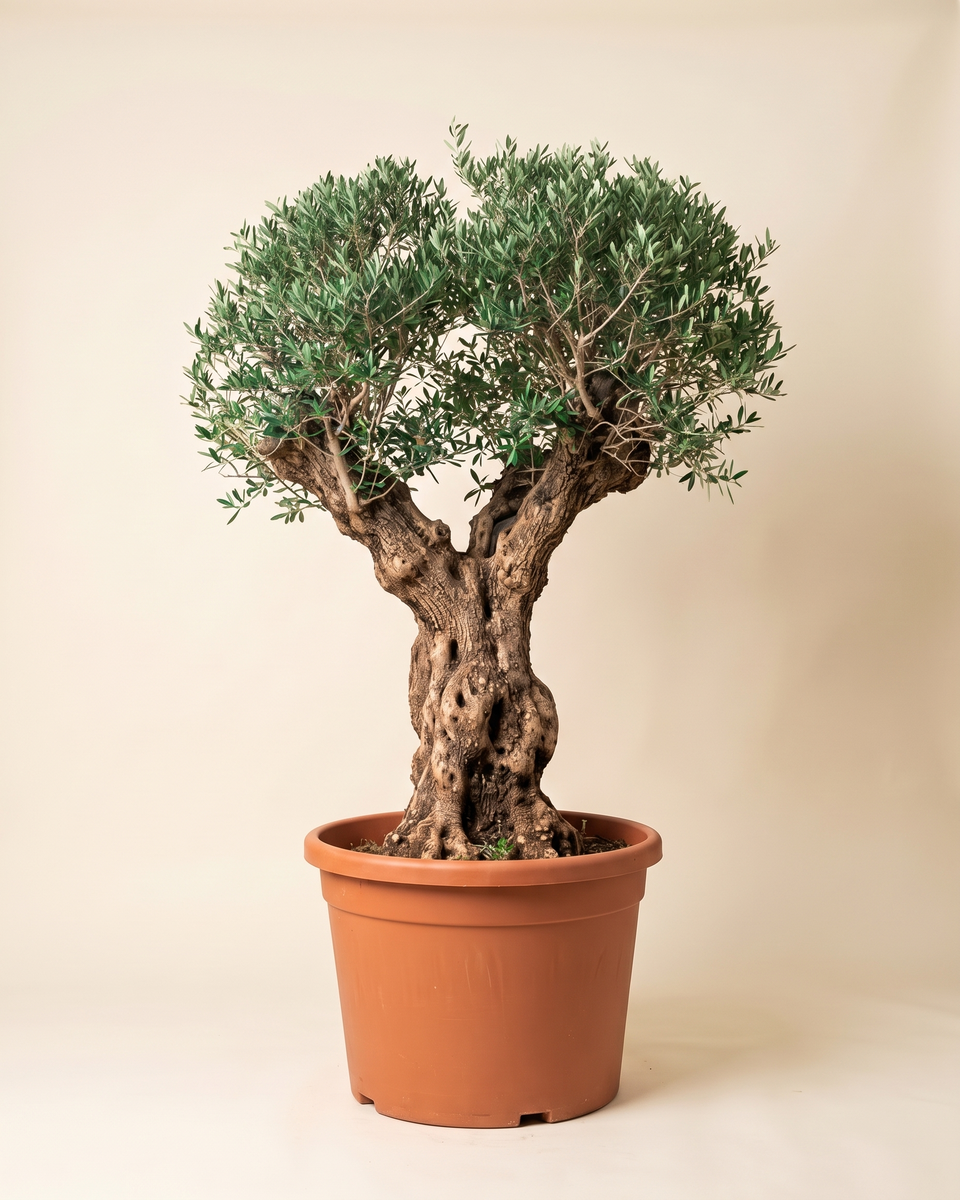 Olive Specimen No 31 Aged Trunk Tree (Specimen) زيتون
