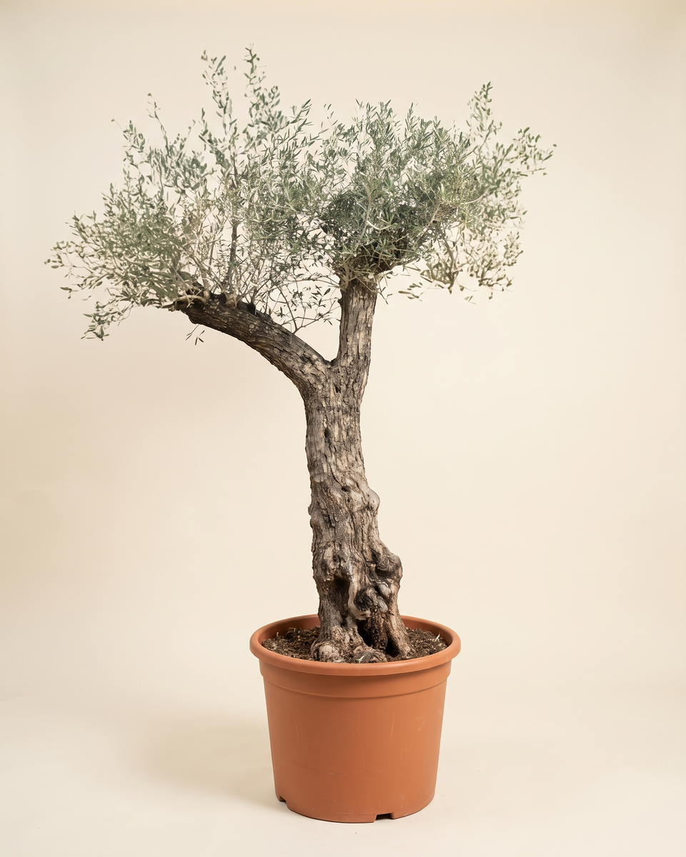 Olive Specimen No 48 Aged Trunk Tree (Specimen) زيتون