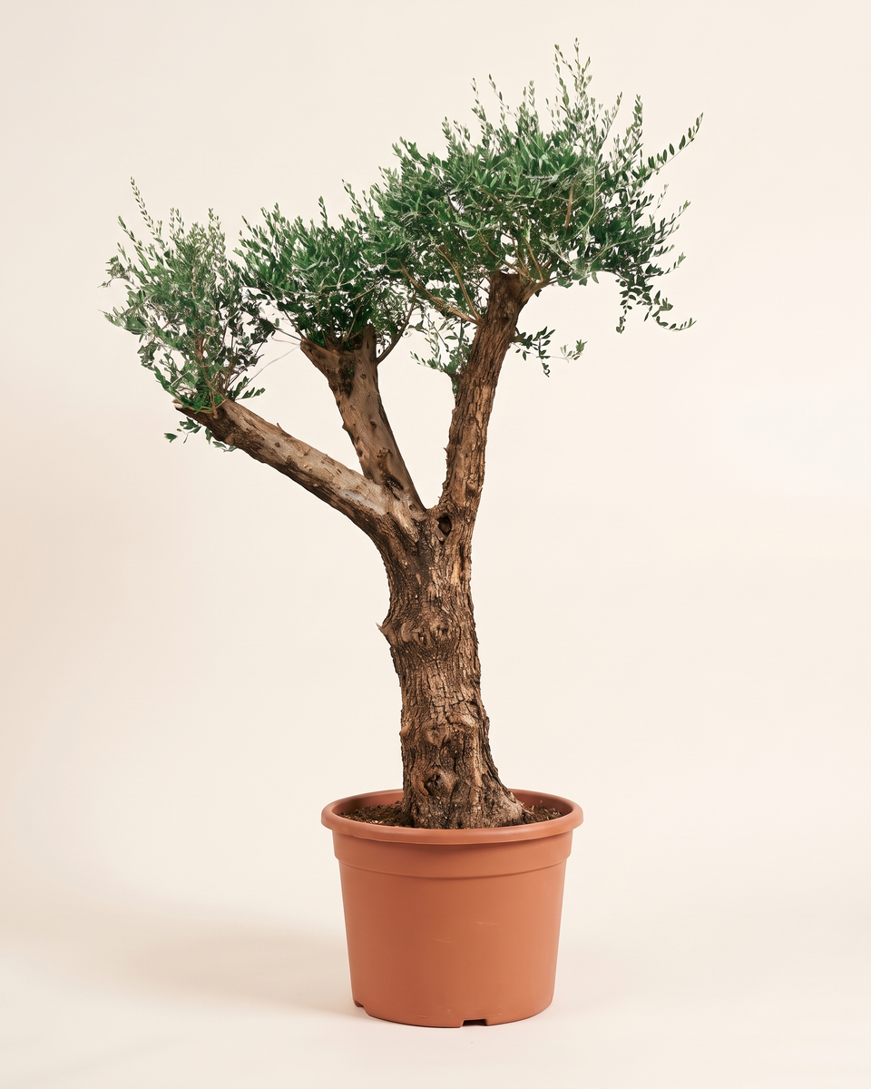 Olive Tuscan Multi-Branch Tree (Specimen) زيتون