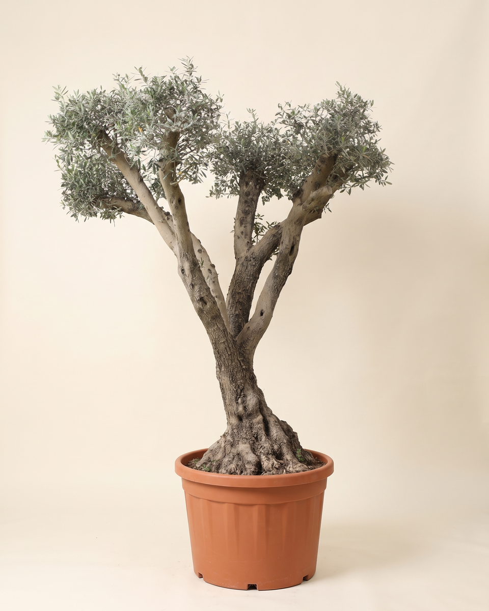Olive Branched Tree (Specimen) زيتون