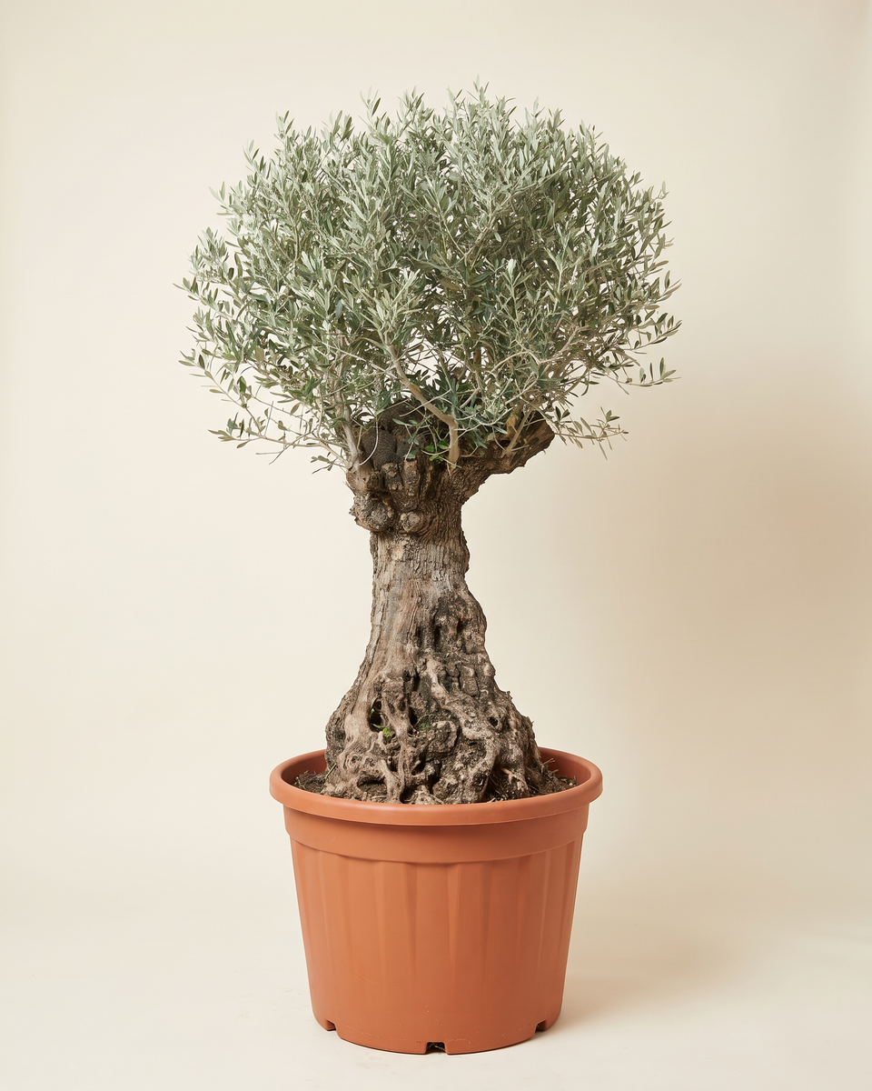 Olive Specimen No 33 Aged Trunk Tree (Specimen) زيتون