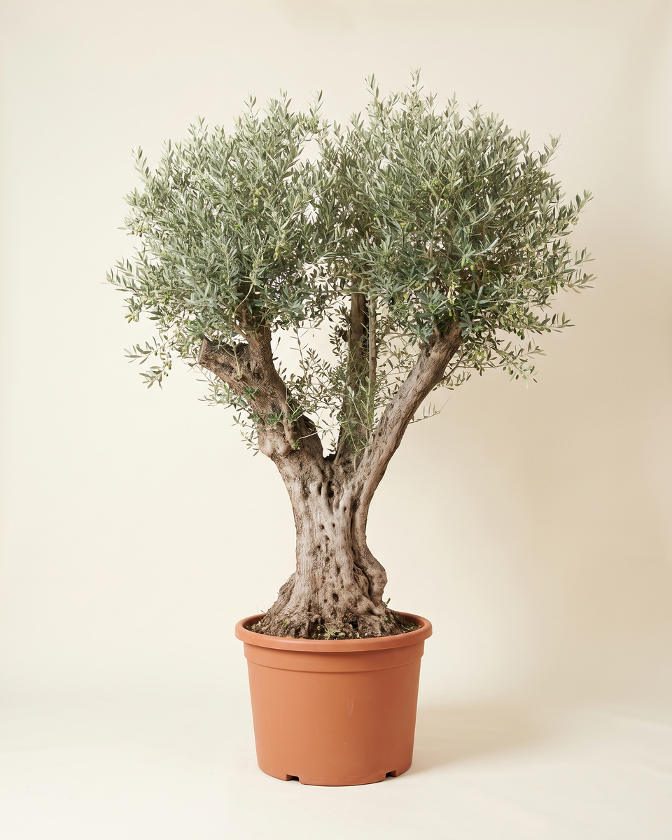 Olive Specimen No 47 Aged Trunk Tree (Specimen) زيتون