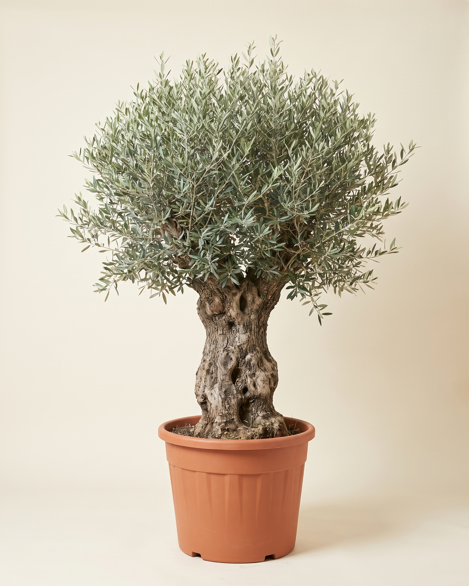 Olive Specimen No 49 Aged Trunk Tree (Specimen) زيتون
