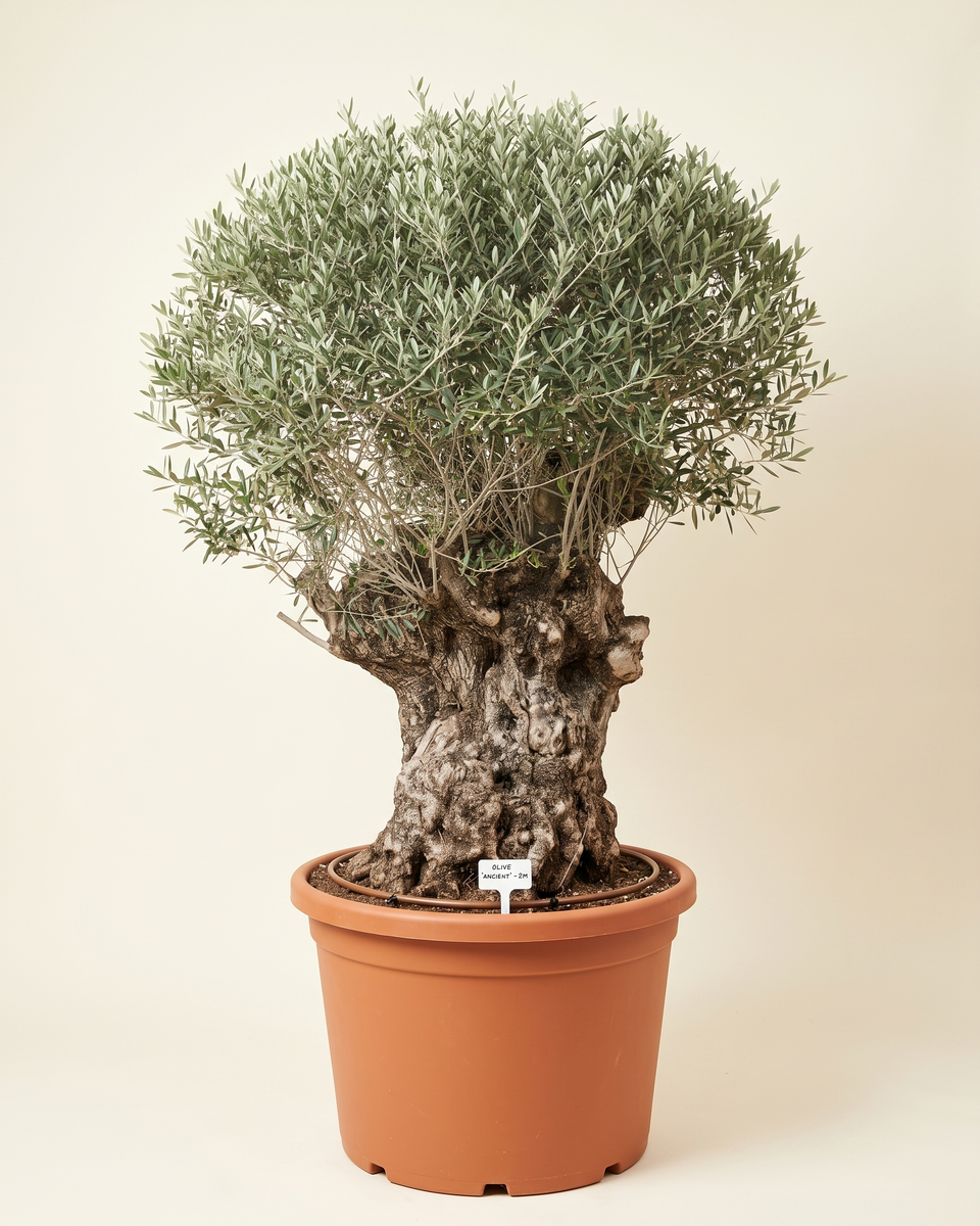 Olive Specimen No 50 Aged Trunk Tree (Specimen) زيتون
