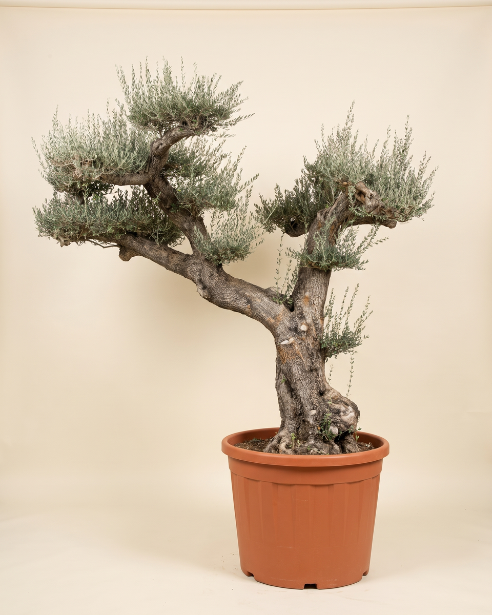 Olive Giant Specimen Aged Trunk Tree (Specimen) زيتون
