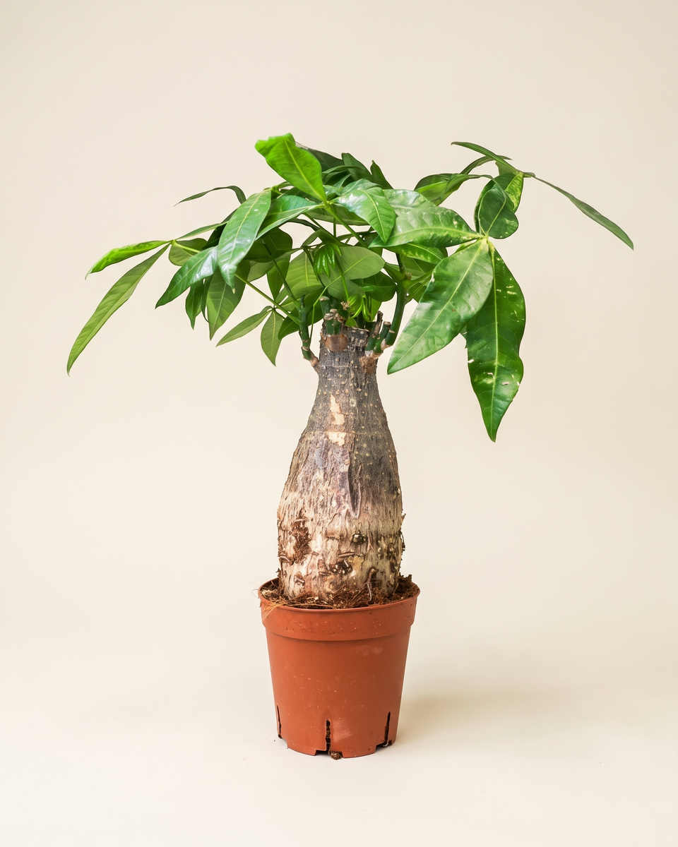 Pachira Aquatica Single Trunk Tree (Young) باشيرا أكواتيكا