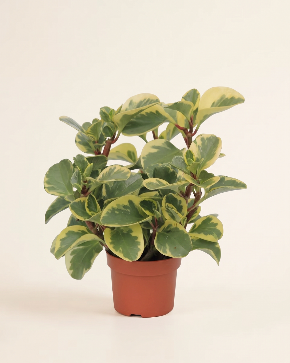 Peperomia Obtusifolia Variegata Bush بيبيروميا أوبتوسيفوليا مبرقشة