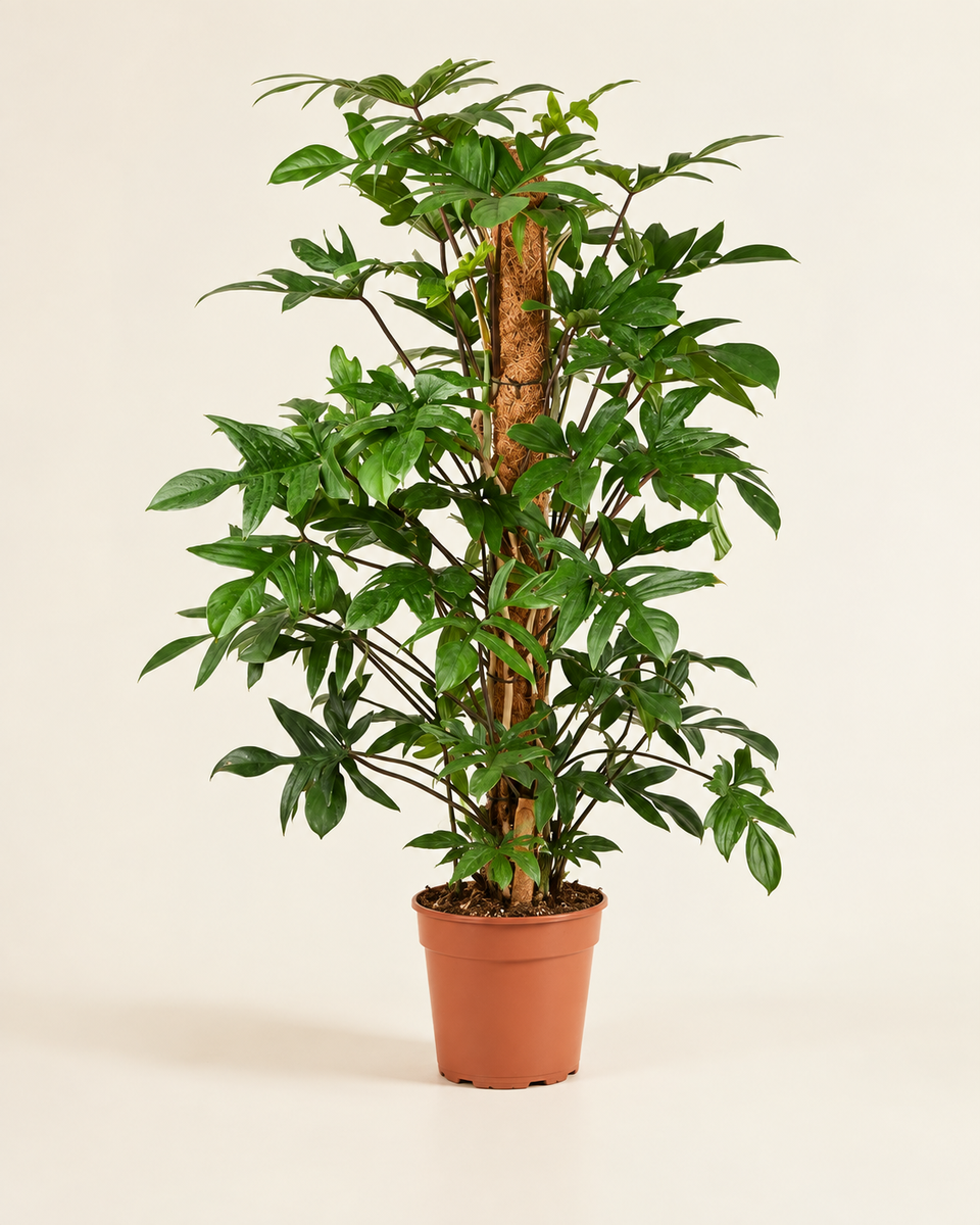 Philodendron Pedatum Oak Leaf Philodendron – 120 cm Height فيلوديندرون