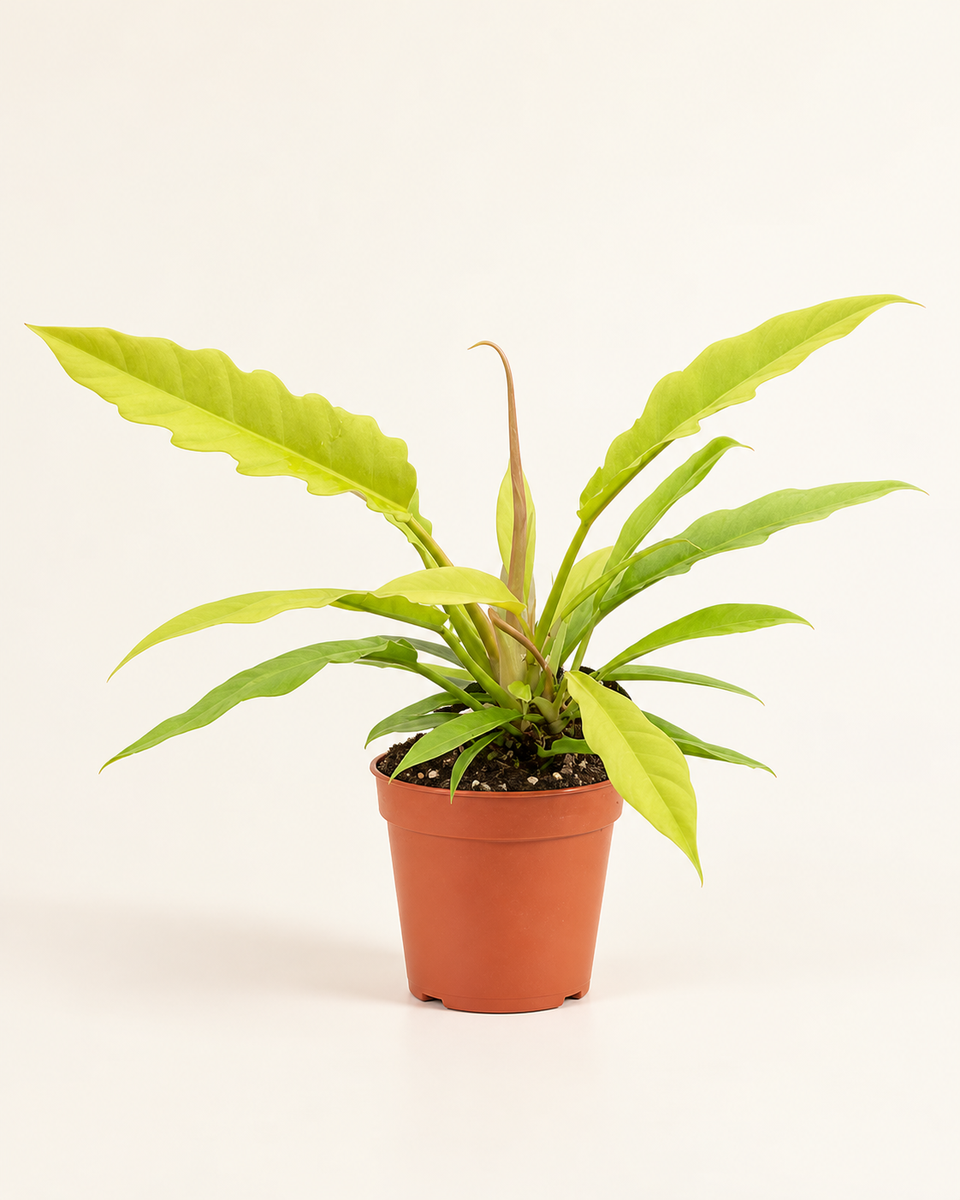 Philodendron Xanadu Lemon Lime شجرة الحب