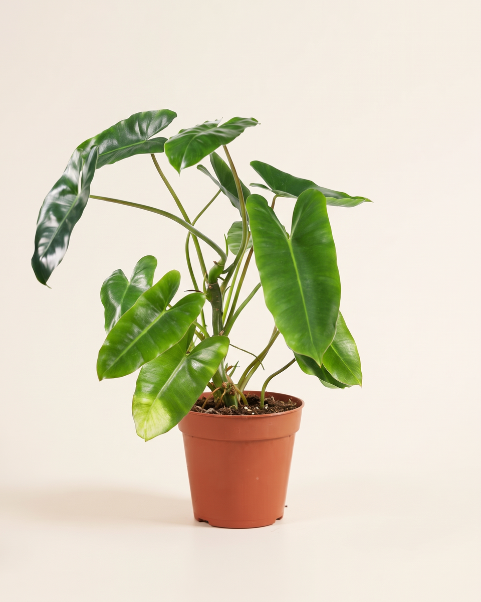 Philodendron Burle Marx فيلودندرم بورلماكس