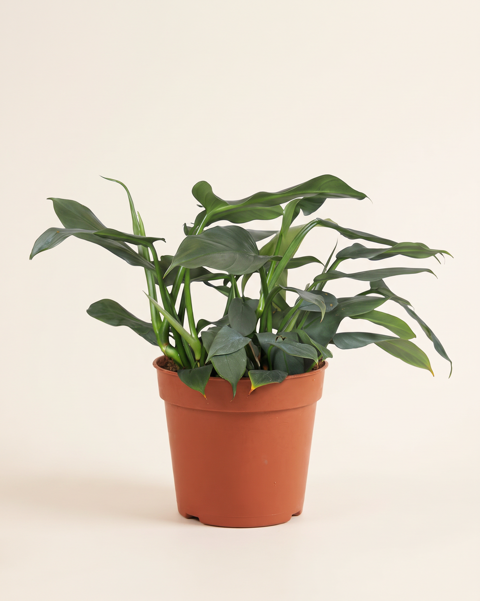 Philodendron Hastatum H 40 cm 9 L فيلودندرون