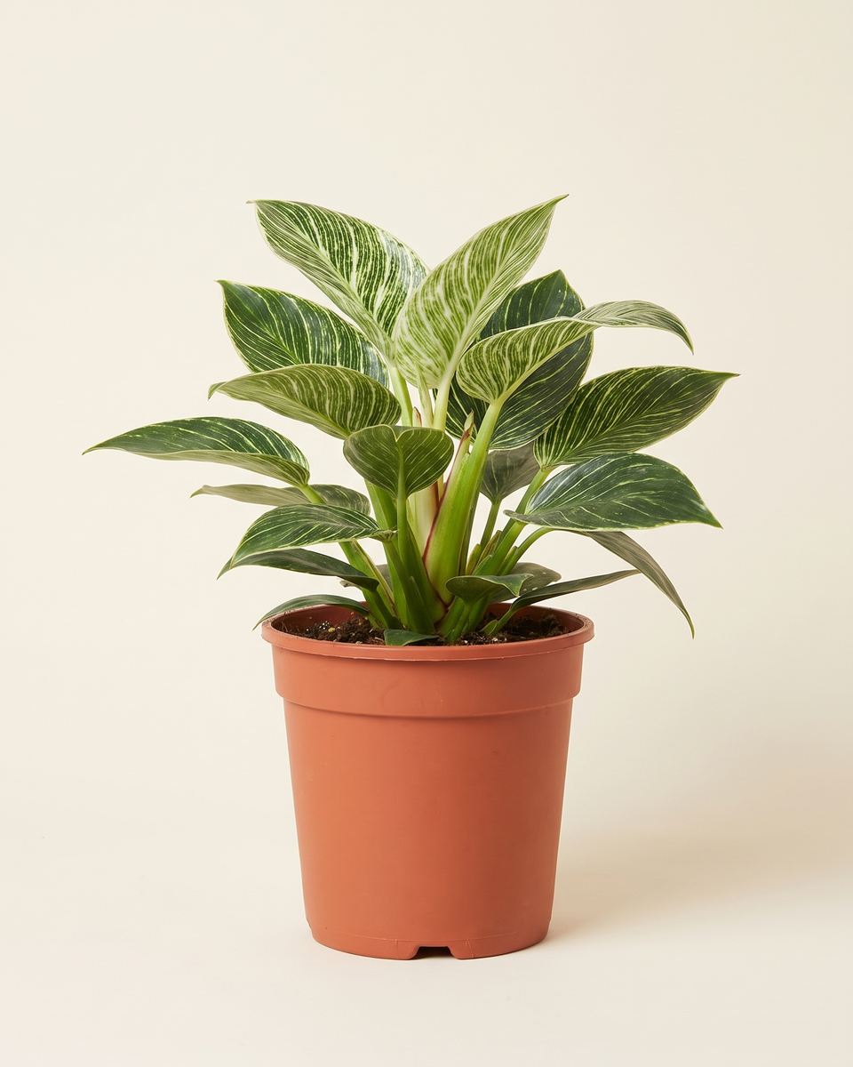 Philodendron Birkin Bush فيلودندرون بيركين