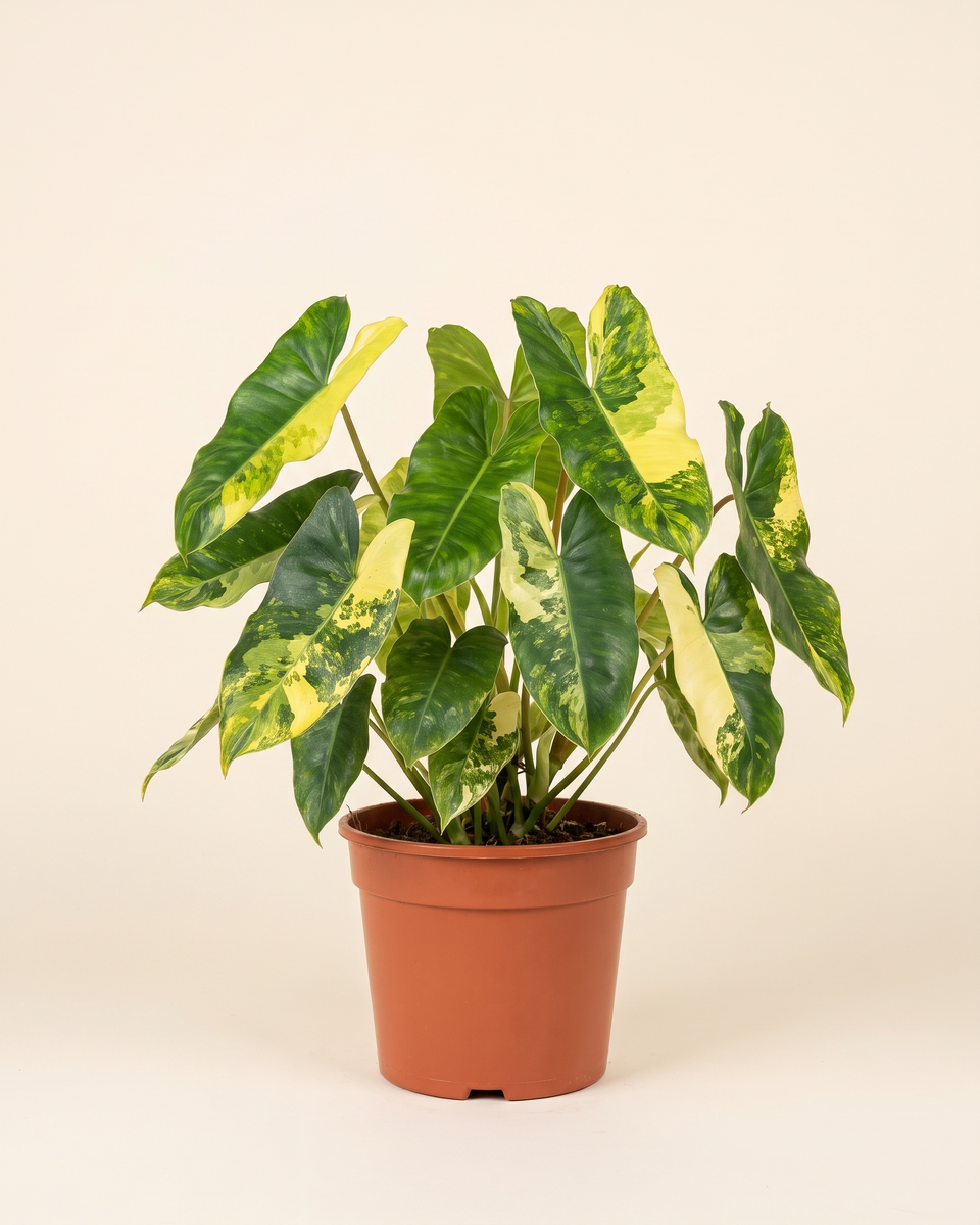 Philodendron Burle Marx Variegated Bush فيلودندرون بورل ماركس مبرقش