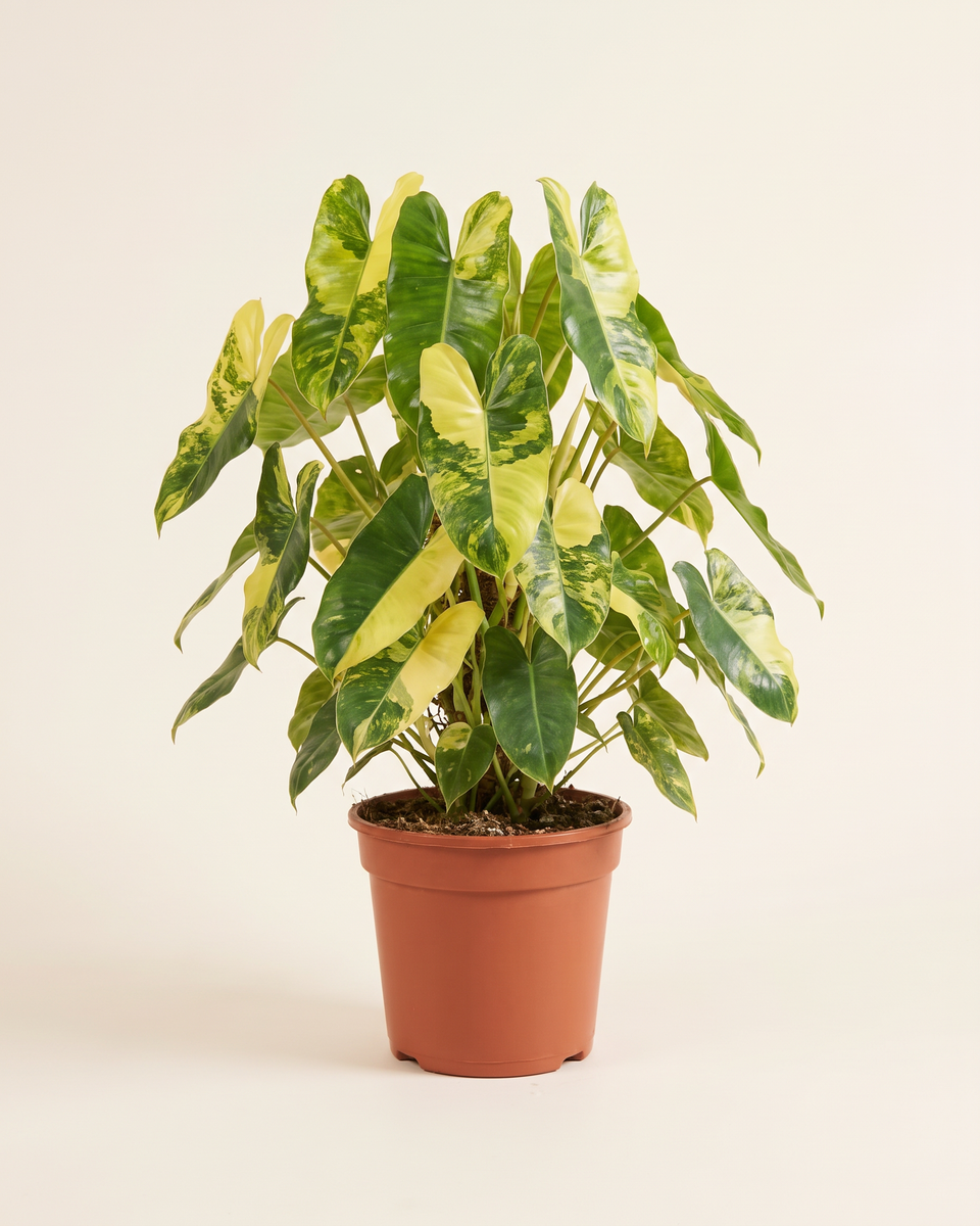 Philodendron Burle Marx Variegated Bush (Specimen) فيلودندرون بورل ماركس مبرقش