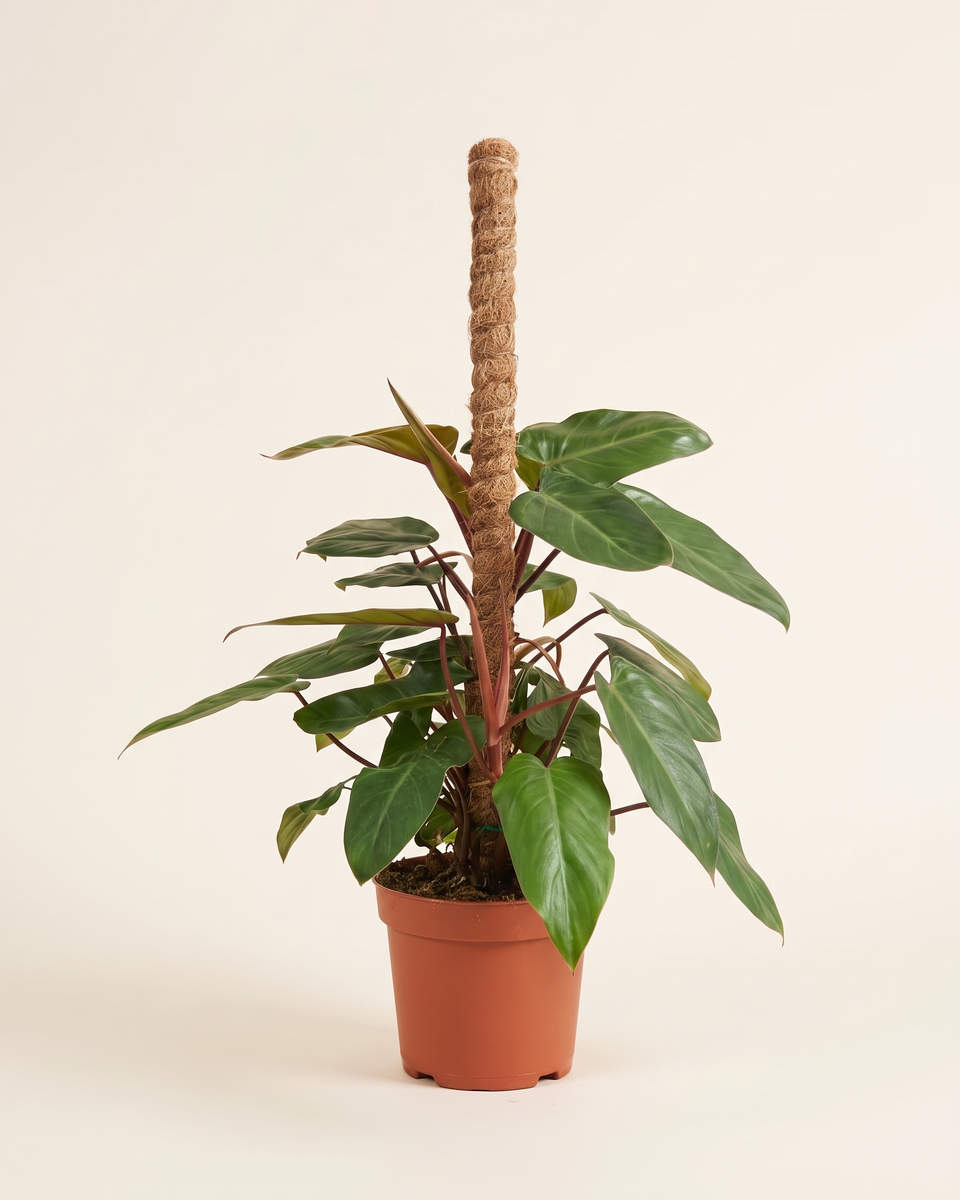 Philodendron El Choco Red On Moss Pole فيلودندرون إل تشوكو ريد
