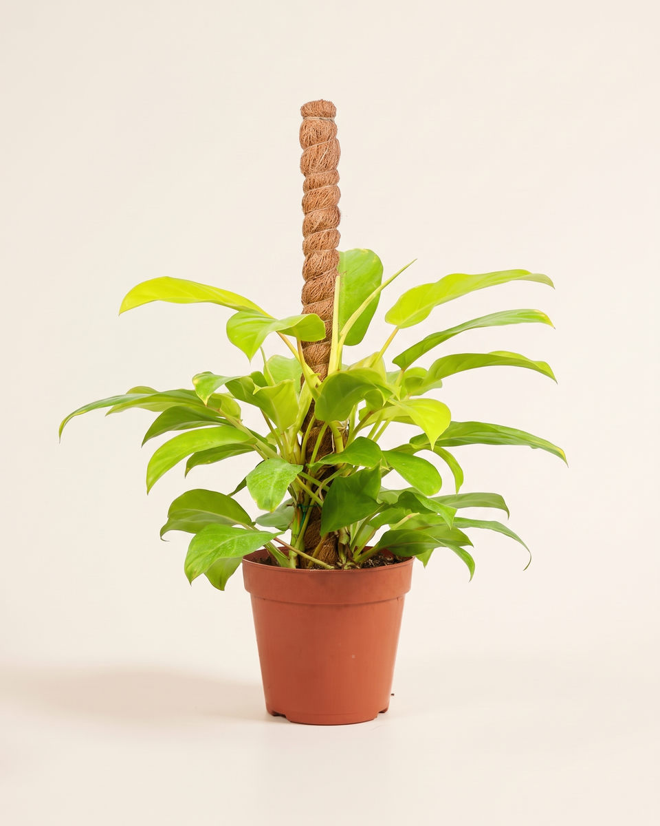 Philodendron Emerald Gold On Moss Pole فيلودندرون إميرالد جولد