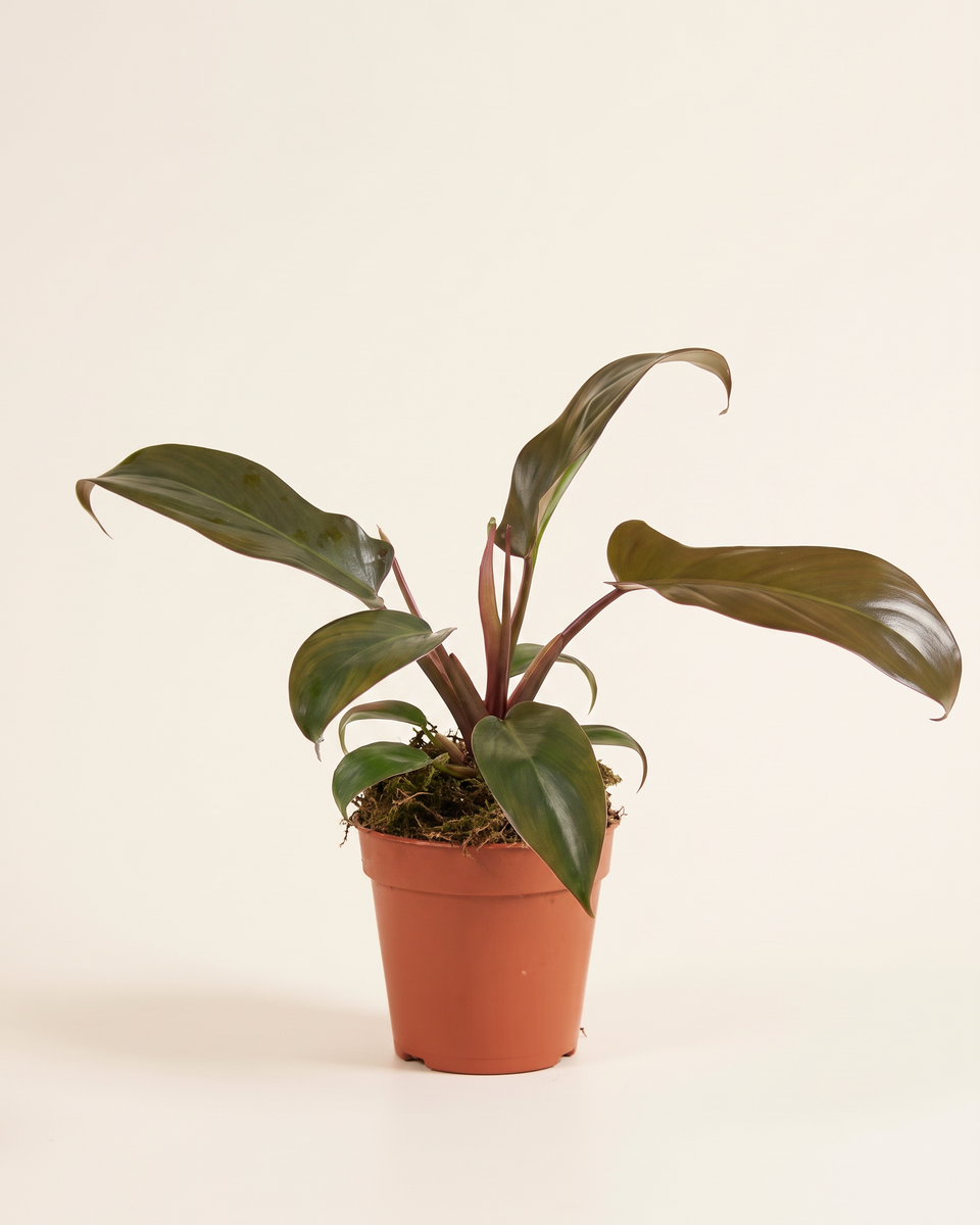 Philodendron Florida Bronze Bush فيلودندرون فلوريدا برونز