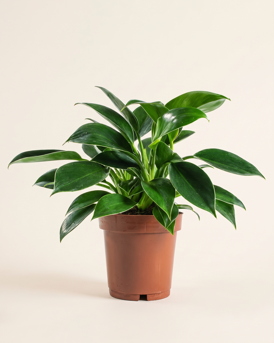 Philodendron Green Princess Bush فيلودندرون جرين برنسيس