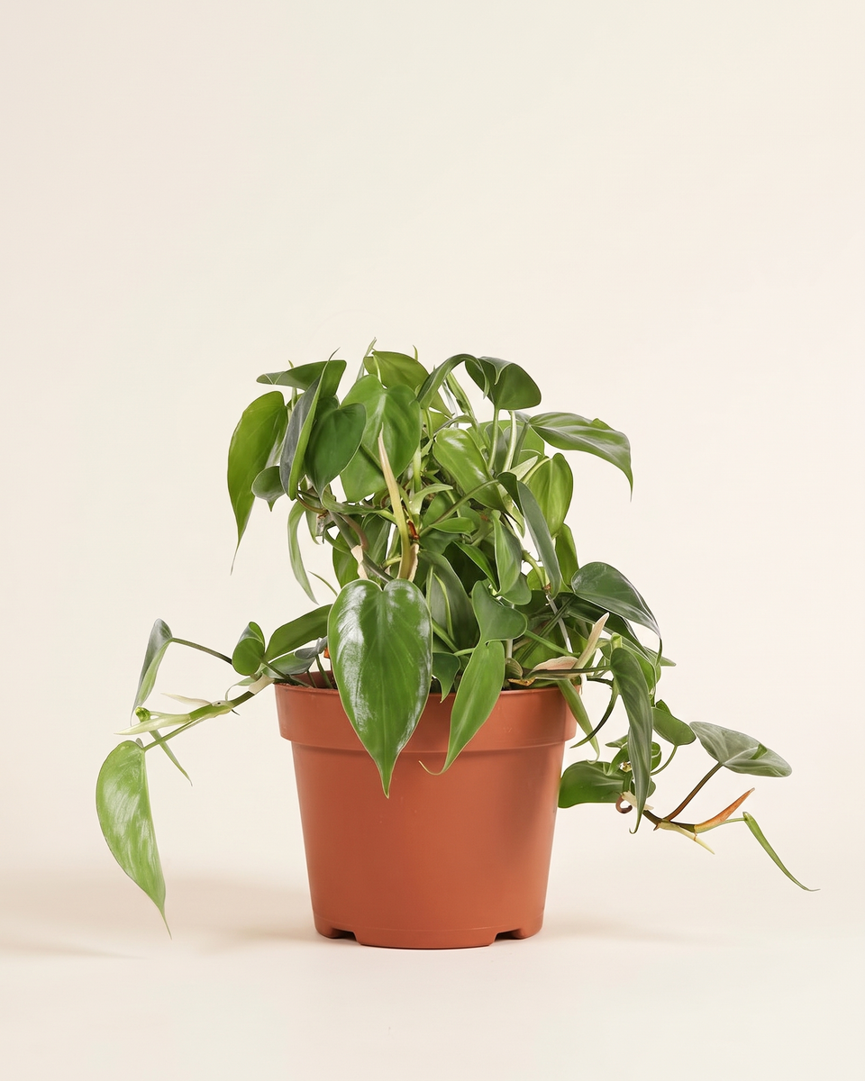 Philodendron Heartleaf Green Hanging فيلودندرون هارتليف أخضر