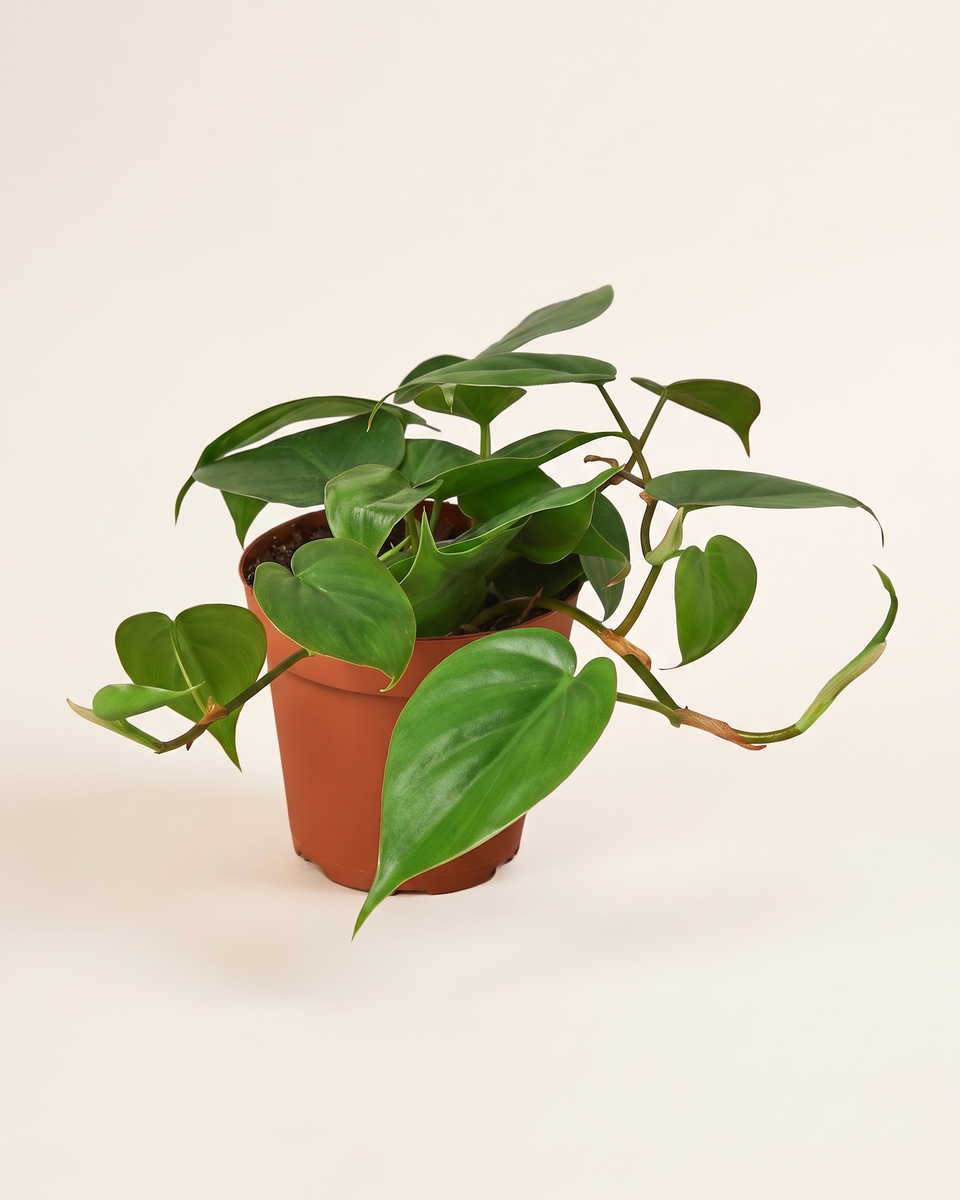 Philodendron Heartleaf Green Trailing فيلودندرون هارتليف أخضر