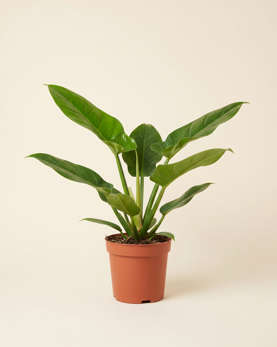 Philodendron Imperial Green Bush فيلودندرون إمبريال جرين