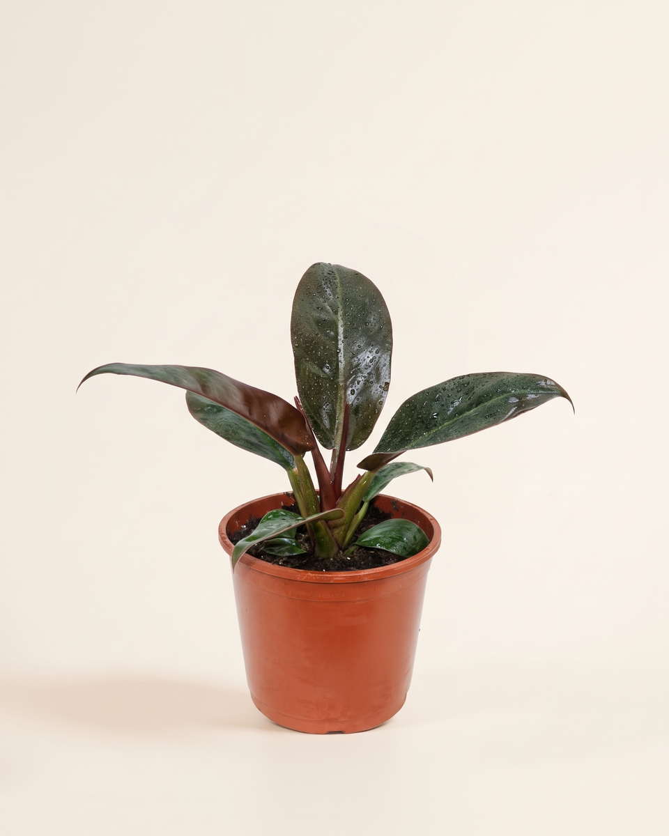 Philodendron Imperial Red Bush فيلودندرون إمبريال ريد