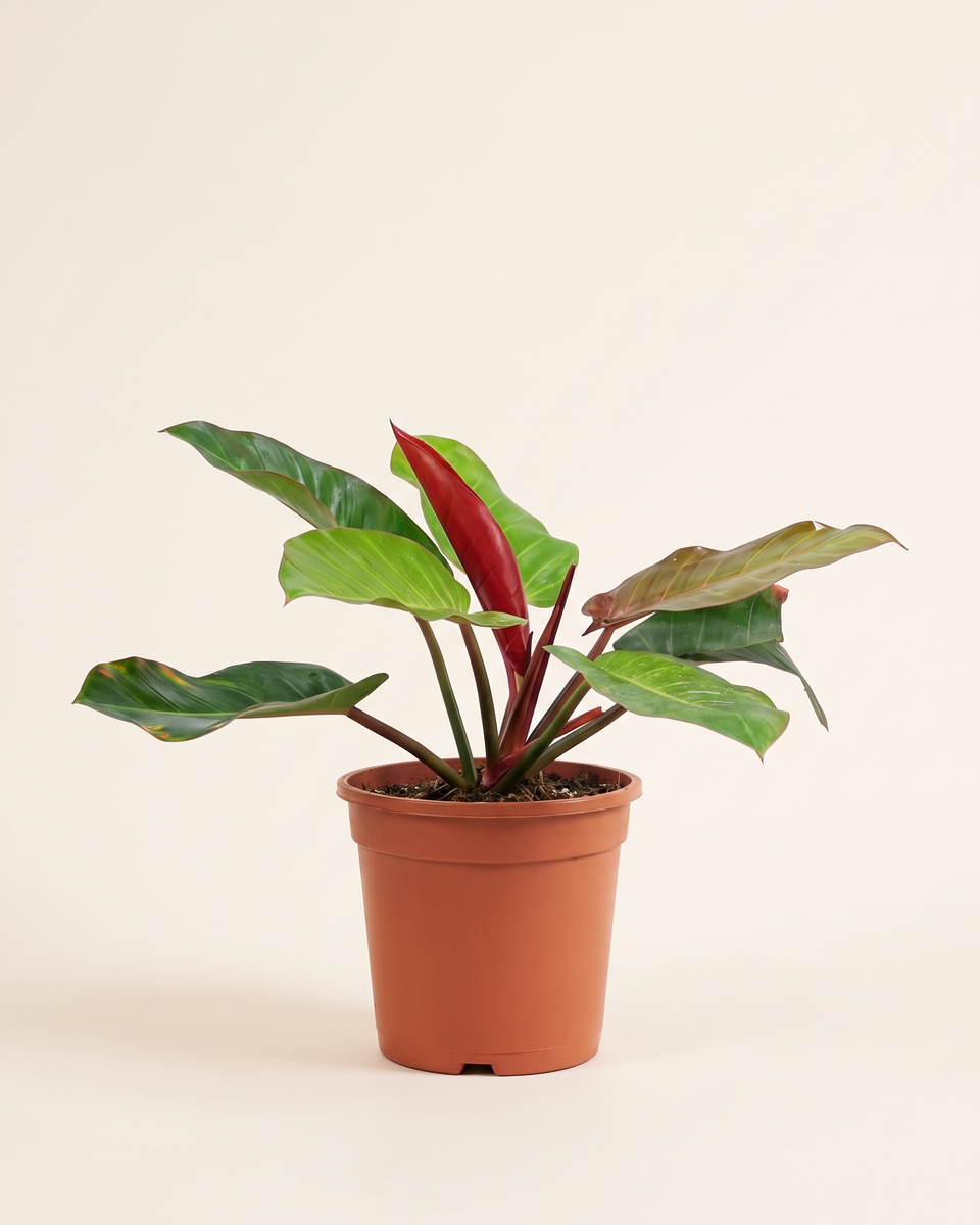 Philodendron Prince Of Orange Bush فيلودندرون برنس أوف أورانج
