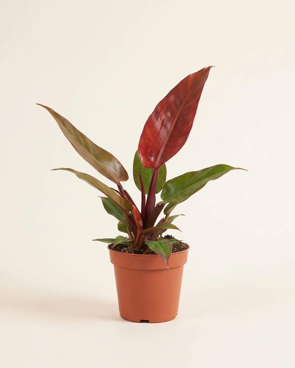 Philodendron Red Sun Bush فيلودندرون ريد صن